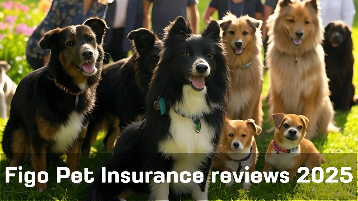 Figo Pet Insurance for 2025
